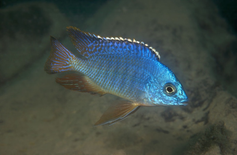 Protomelas taeniolatus 'Masasa Reef'